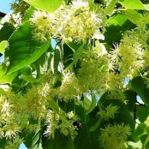 Опилки липовые оптом в Комсомольске-на-Амуре от завода-производителя Лигнум Ресурс